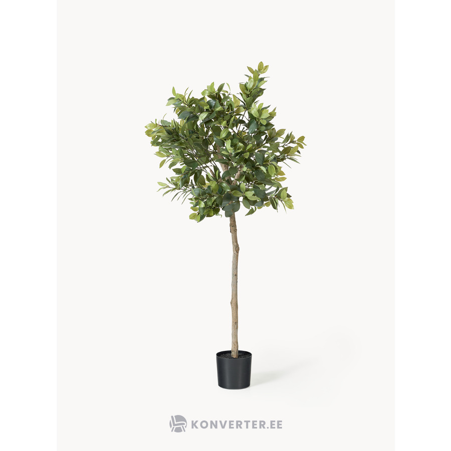 Kunsttaim Money Tree (botané)