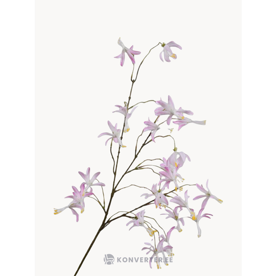 Tekokukat Orchid (Silk-ka)