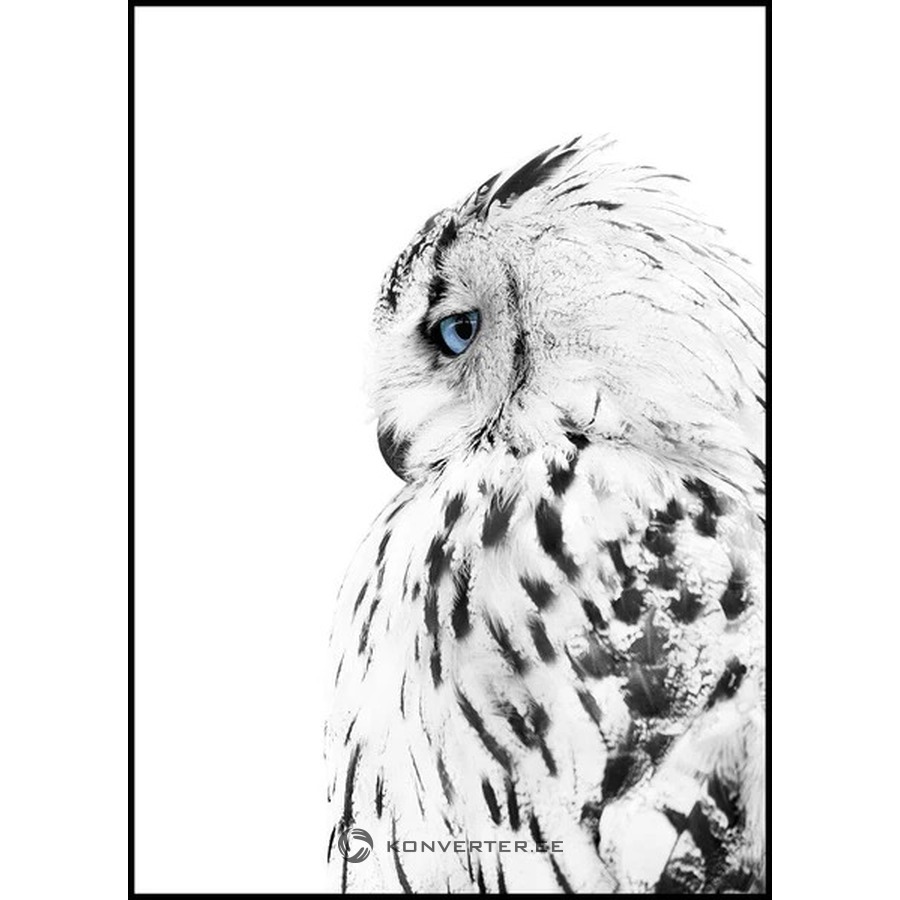 Musta Raamiga Seinapilt White owl (Malerifabrikken) 50X70