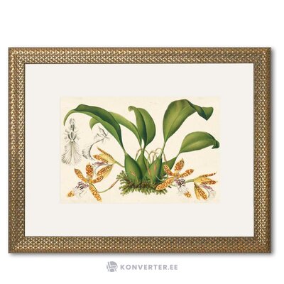 Sienas attēlu orhidejas i (g&amp;c interiors) neskartas
