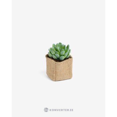 Vihreä keinotekoinen kasvi (pachyphytum)