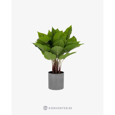 Green artificial plant (anthurium)