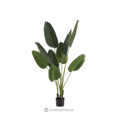 Artificial plant strelitzia (jolipa) with beauty defect