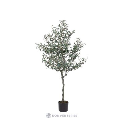 Dirbtinis augalas olivija (bizzotto) nepažeista