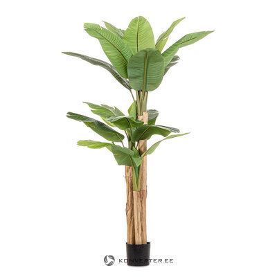 Banana plant (Banan)H200