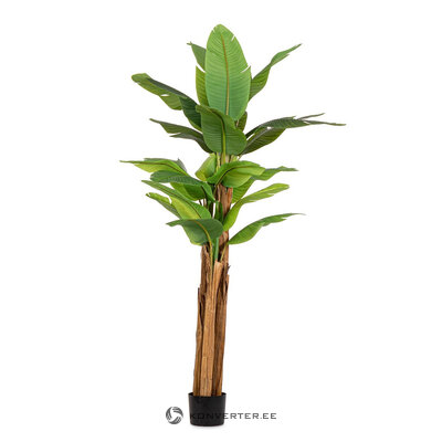 Banana Plant with Vase