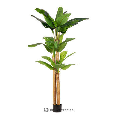 Banana plant with vase (Banana) H280