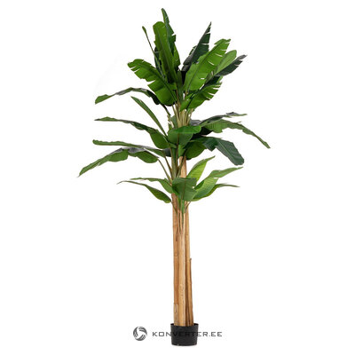 Banana plant (Banana) H320