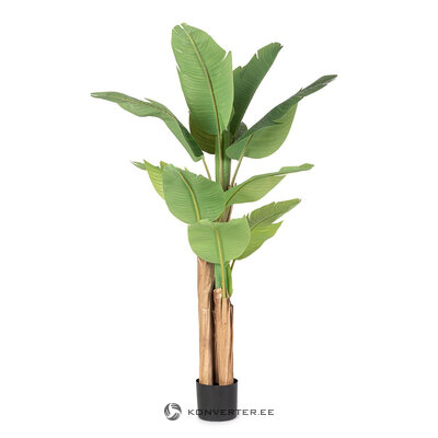 Banana plant (Banana) H150