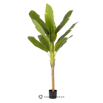 Banana plant (Banana) H210