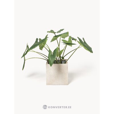 Helebeež Lillepott (Tuscany)