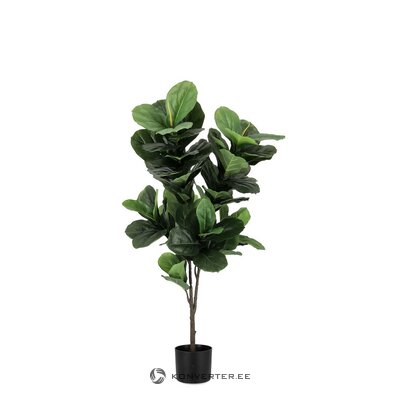 Kunsttaim (Ficus)