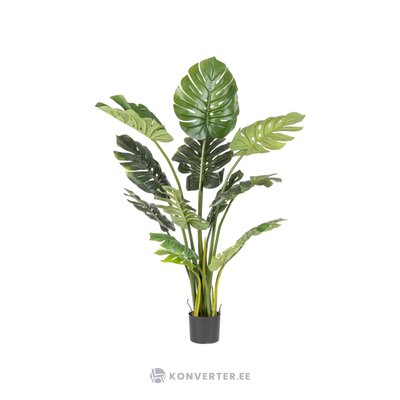 Filodendron tekokasvi 2 kpl (bizzotto)