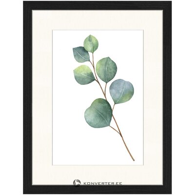 Wall picture eucalyptus ii (liv corday) 33x43 intact