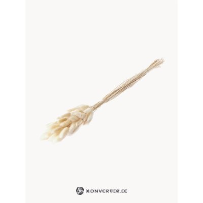 Dried flowers in lagurus (cooee design) with imperfections.