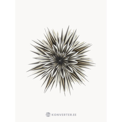 Puansetija Spica (Jotex)