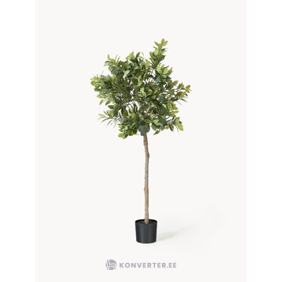 Kunsttaim Money Tree (botané)