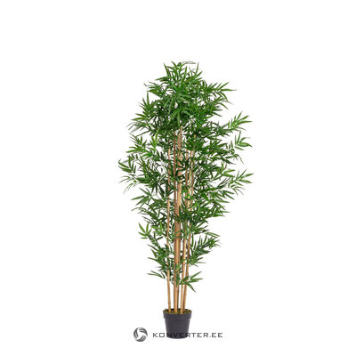 Plant (Bamboo) H185 UV