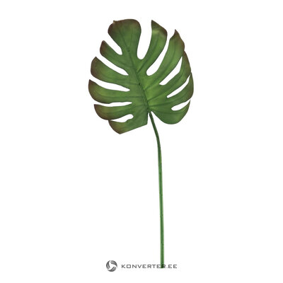 Filodendra lapa (Helyssa)