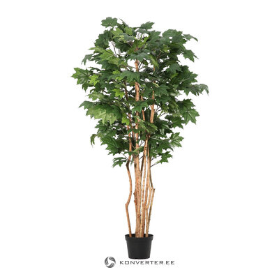 Plant (Canadian) H195