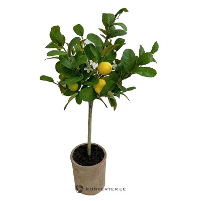 Sidrunipuu Potis (Lemon Tree)