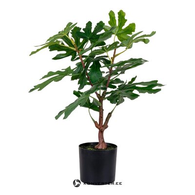Kunsttaim (Fig Tree)