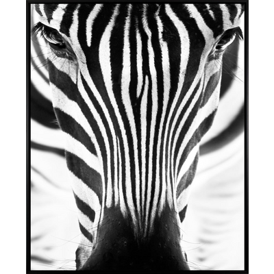 Картинка глаза зебры м (malerifabrikken)