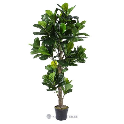 Kunsttaim (Ficus)