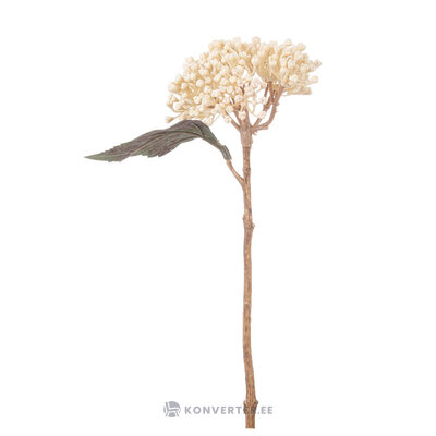 Valge Hortensia (Loryn)