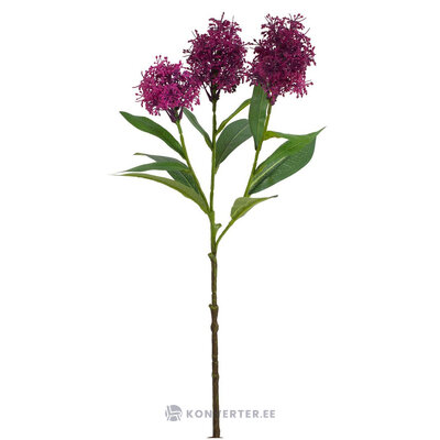Skimmia Dekoratiivoks (Hazely) H58