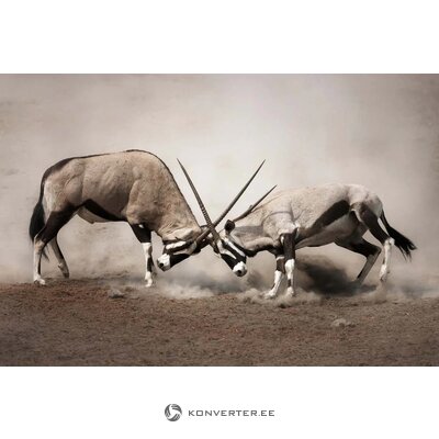 Glazūruotas plakatas Gazelle (Malerifabrikken) 100x150