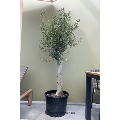 Oliivipuu Õlipuu Tüvel 150 - 170cm