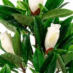 Valge Kunsttaim (Magnolia Tree)