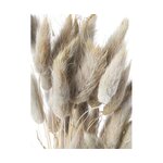 Dried flowers (lagurus)