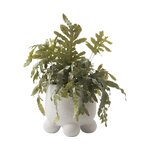 Spilgts puķu pods (olea) neskarts