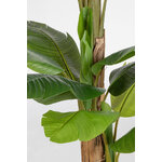 Banana plant (Banan)H200