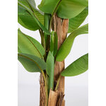 Banana Plant with Vase