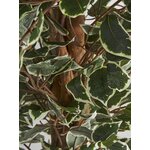 Dekoratsioon ficus (vical home)