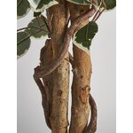 Dekoratsioon ficus (vical home)