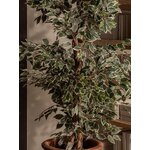 Dekoratsioon ficus (vical home)