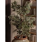 Dekoratsioon ficus (vical home)