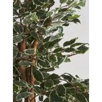 Dekoratsioon ficus (vical home)