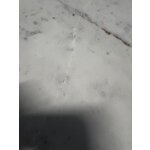 Round solid wood dining table (nelly)