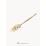 Сухоцветы в лагурусе (дизайн cooee) с изъянами.