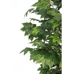 Plant (Canadian) H195
