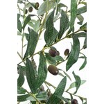 Kunsttaim (Olive)