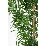Augalas (bambukas) H240 UV