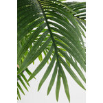 Augalas (Kenzia) H210