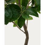 Roheline Kunsttaim (Ficus)