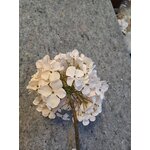 Artificial hydrangea flower (silk also) with flaws